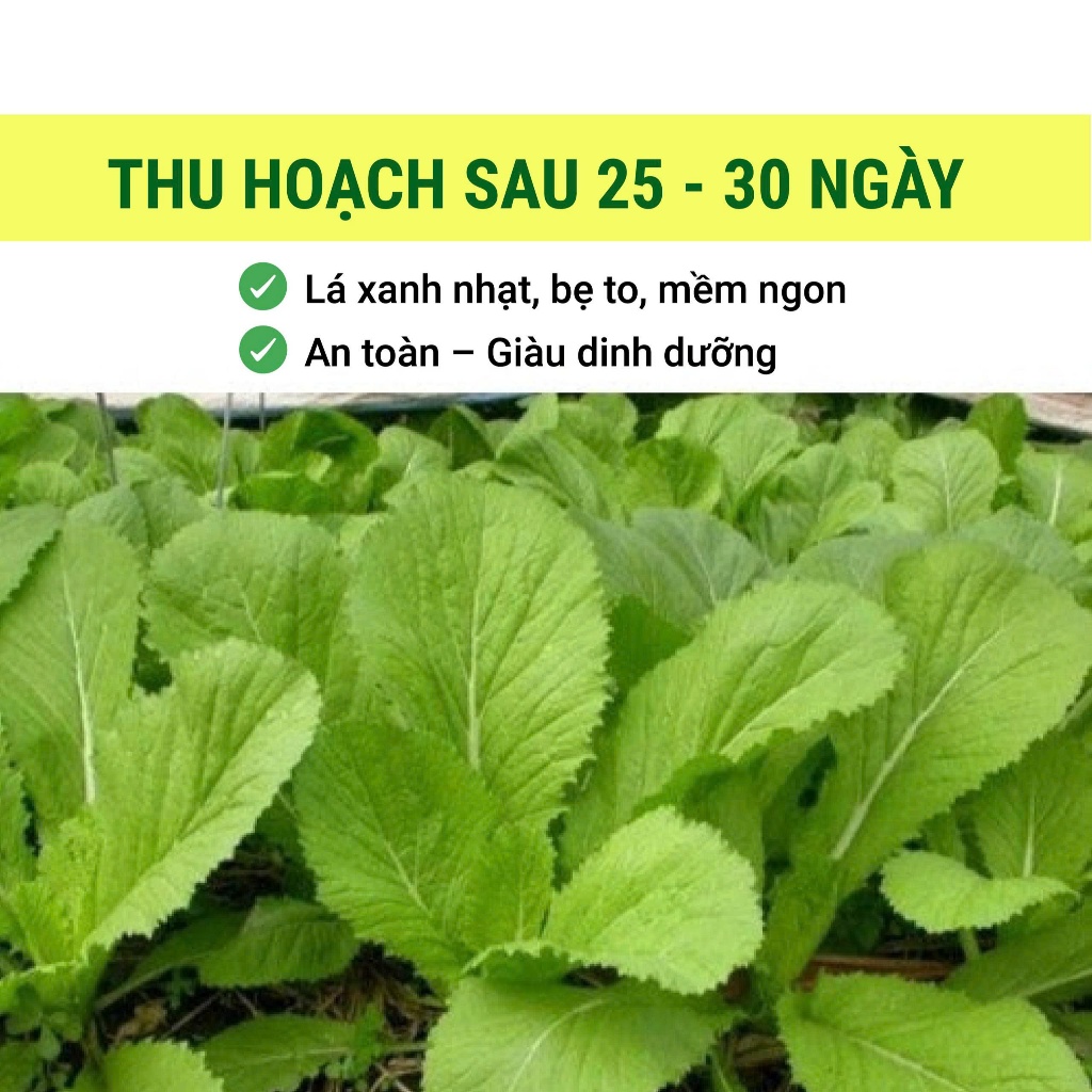 Hạt Giống Cải Bẹ Vàng Ngọt Hà Giang 20g – Hạt Giống Rau Ăn Lá Nảy Mầm Cao, Dễ Trồng Tại Nhà
