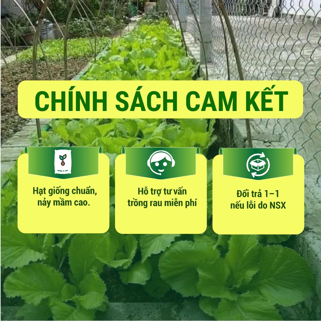 Hạt Giống Cải Bẹ Vàng Ngọt Hà Giang 20g – Hạt Giống Rau Ăn Lá Nảy Mầm Cao, Dễ Trồng Tại Nhà
