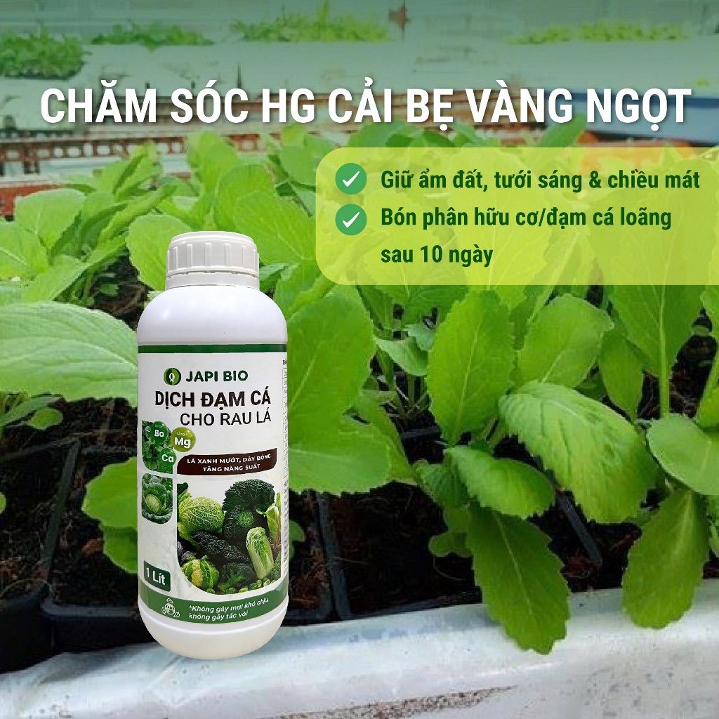 Hạt Giống Cải Bẹ Vàng Ngọt Hà Giang 20g – Hạt Giống Rau Ăn Lá Nảy Mầm Cao, Dễ Trồng Tại Nhà