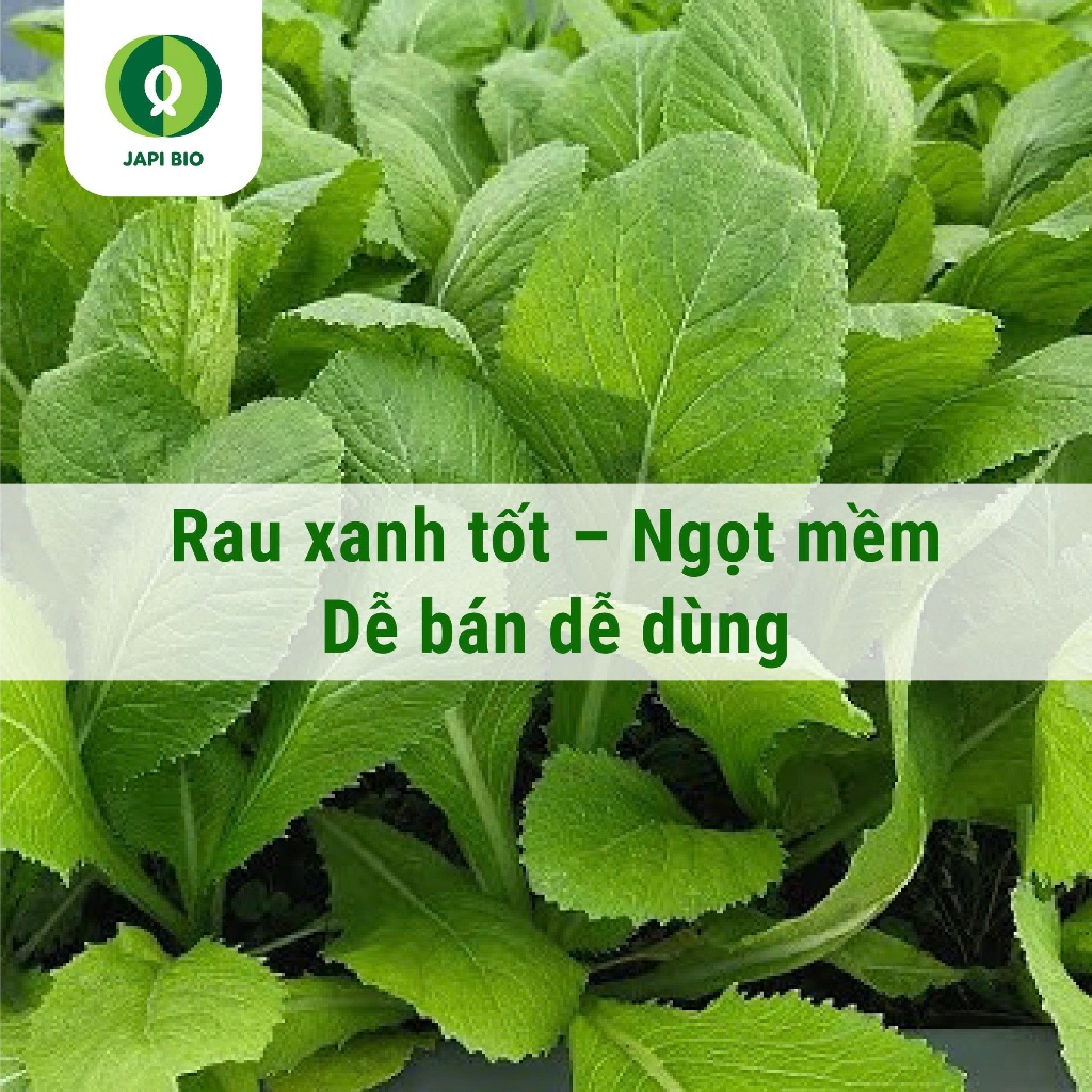Hạt Giống Cải Bẹ Vàng Ngọt Hà Giang 20g – Hạt Giống Rau Ăn Lá Nảy Mầm Cao, Dễ Trồng Tại Nhà
