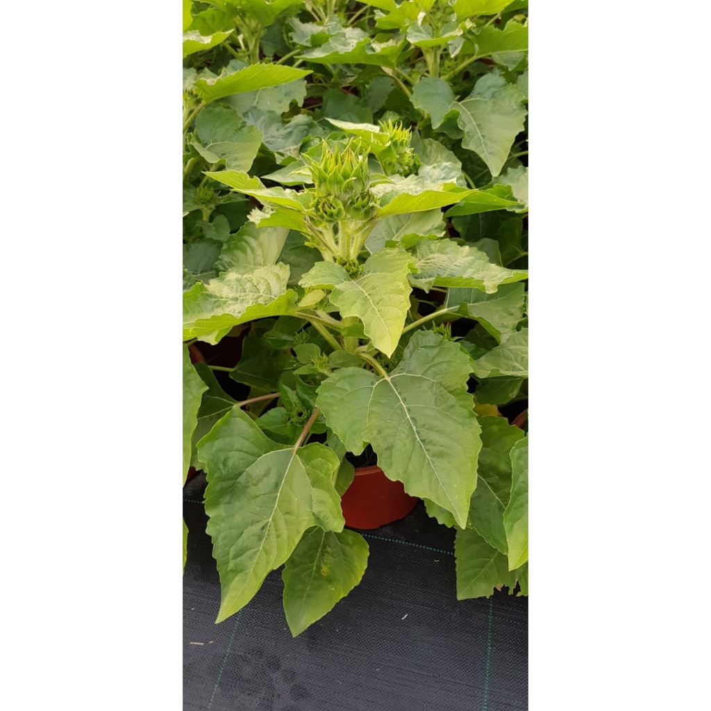 Hạt Giống Hoa Hướng Dương Lùn Siêu Bông HLS211 - Phượng Hoàng