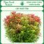 50 Loại Cây Thuỷ Sinh Cắt Cắm – Tự Chọn Từng Loại – Ngọc Xanh AQUA