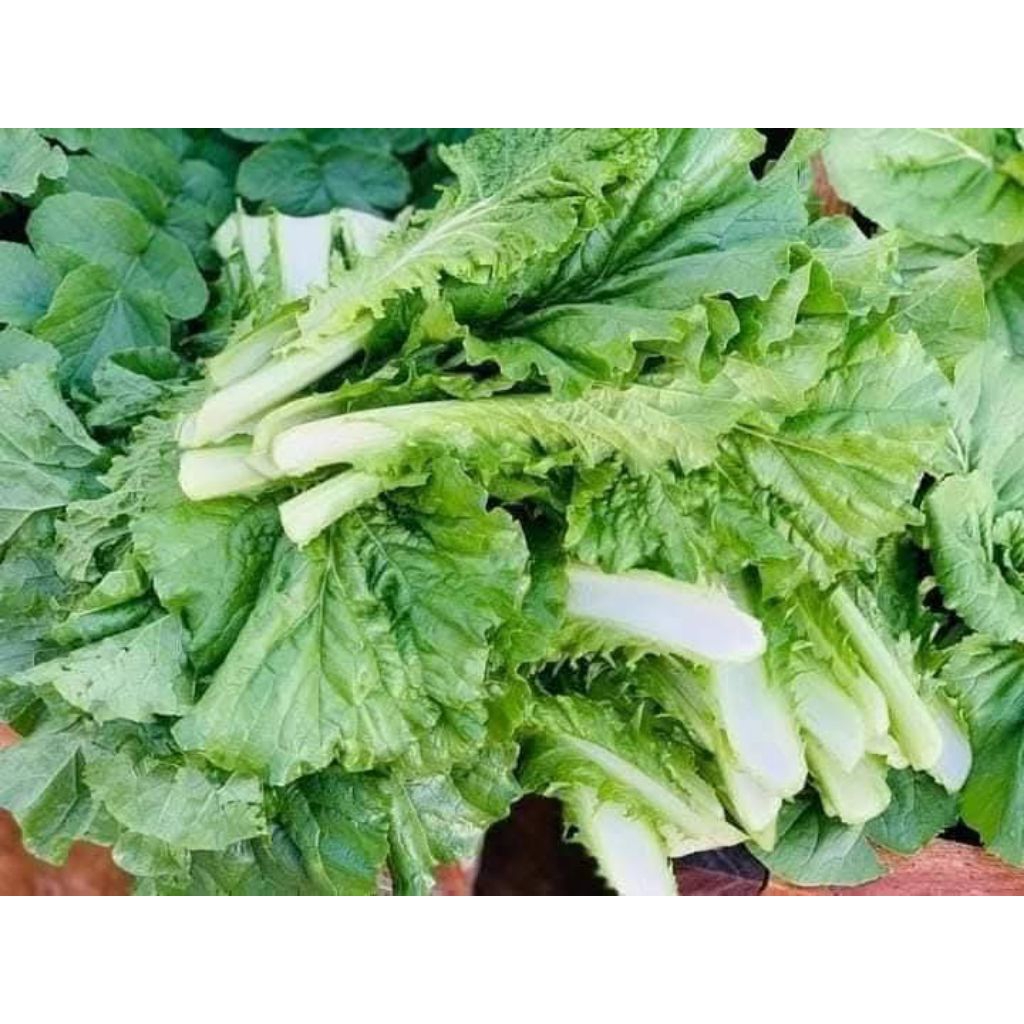 Hạt Giống Cải Bejng Mỹ F1💯Non Ngọt, Siêu Bền ❤️Khổng Lồ Cực Kỳ Chất Lượng