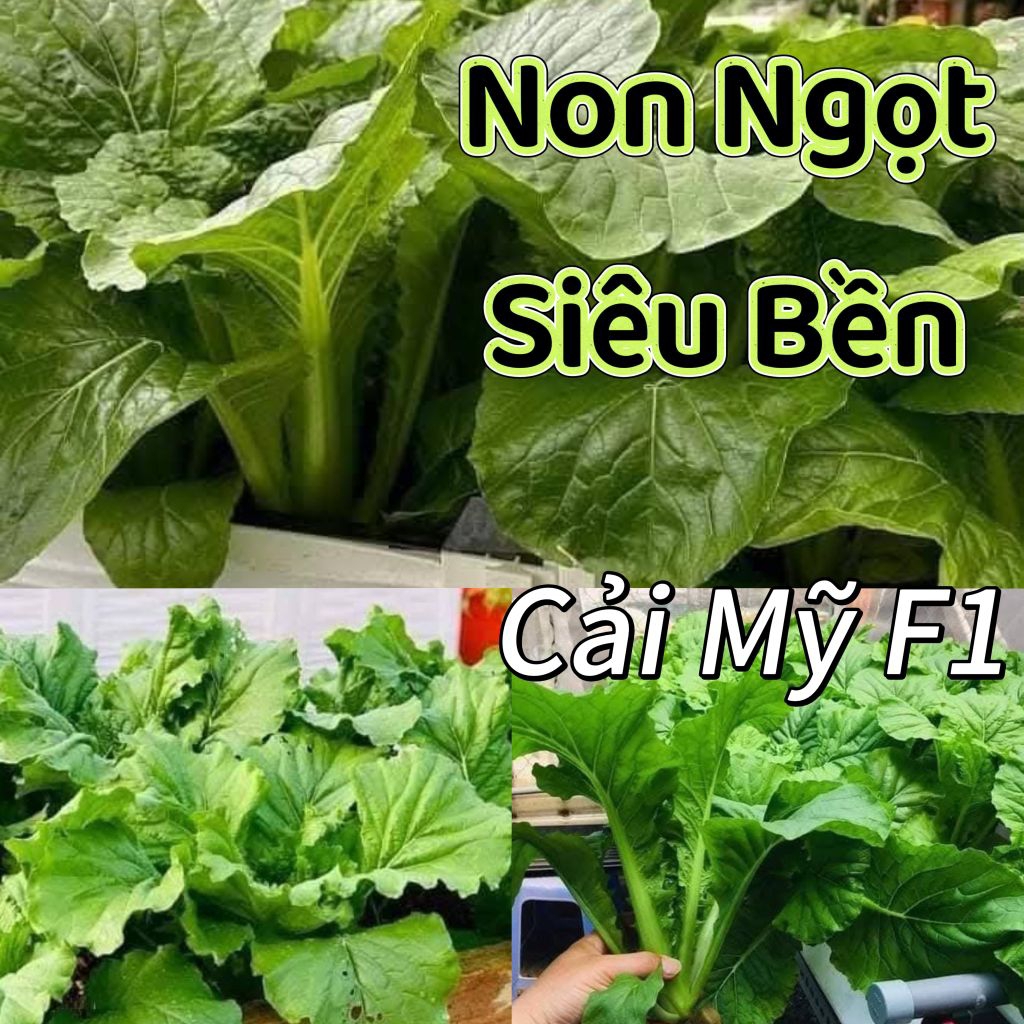 Hạt Giống Cải Bejng Mỹ F1💯Non Ngọt, Siêu Bền ❤️Khổng Lồ Cực Kỳ Chất Lượng