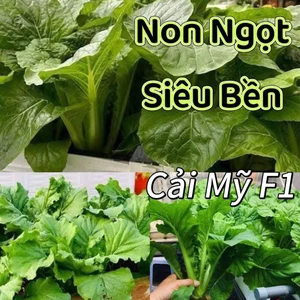 Hạt Giống Cải Bejng Mỹ F1💯Non Ngọt, Siêu Bền ❤️Khổng Lồ Cực Kỳ Chất Lượng
