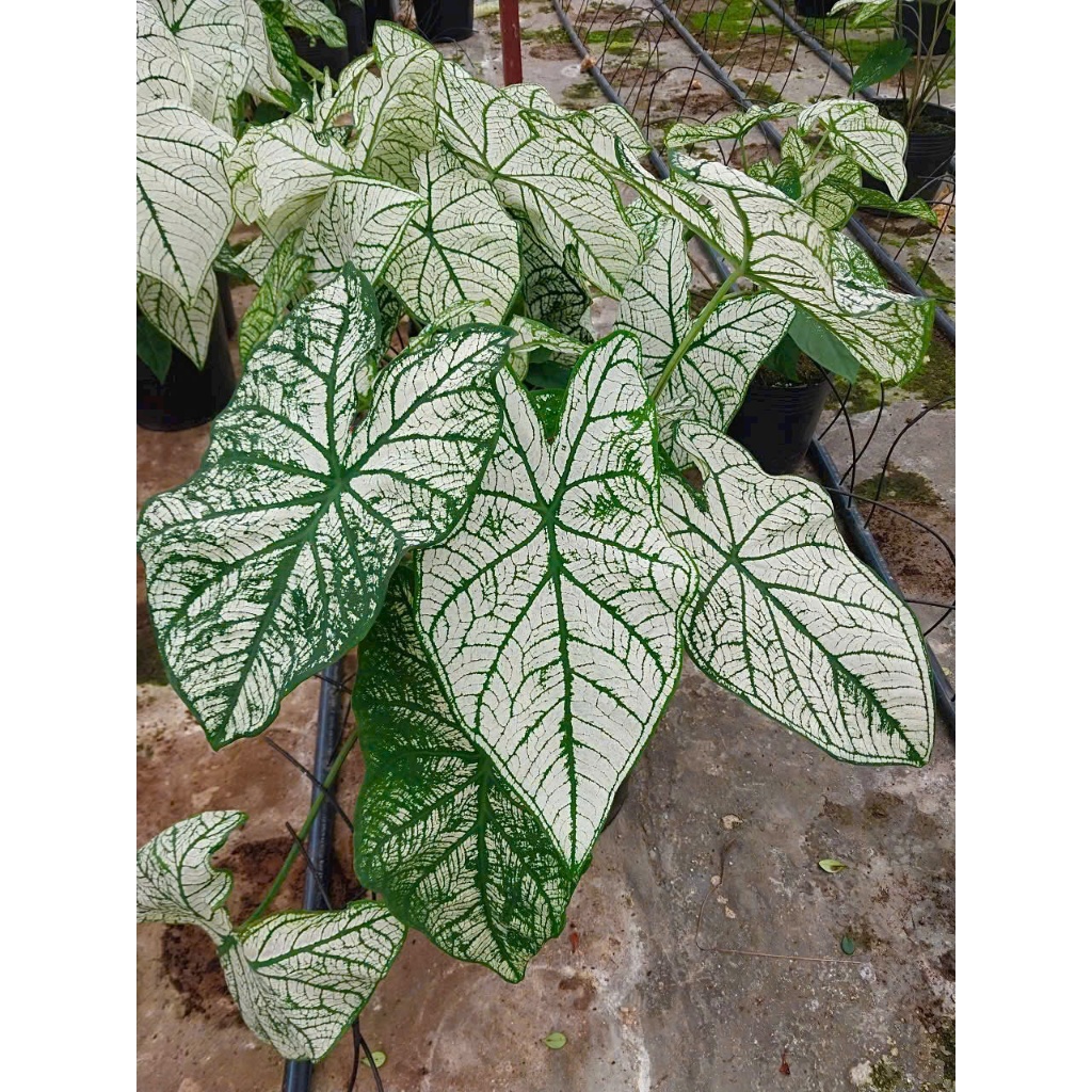 Chậu môn trắng để bàn, kiểng lá đẹp trang trí nội ngoại thất- Vườn cây Bác Hai Garden