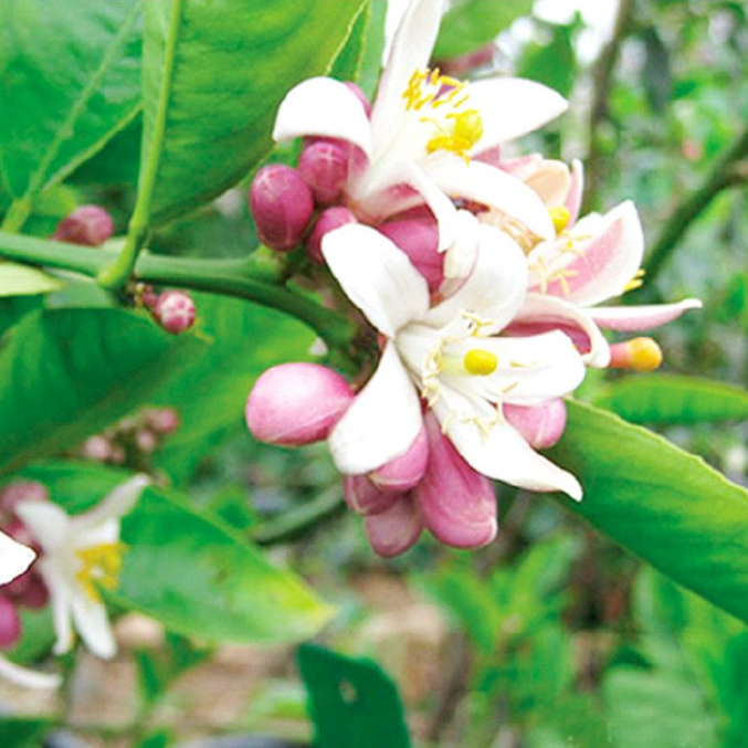 Cây Chanh Bông Tím - Hoa độc lạ, cây ăn quả & trang trí sân vườn