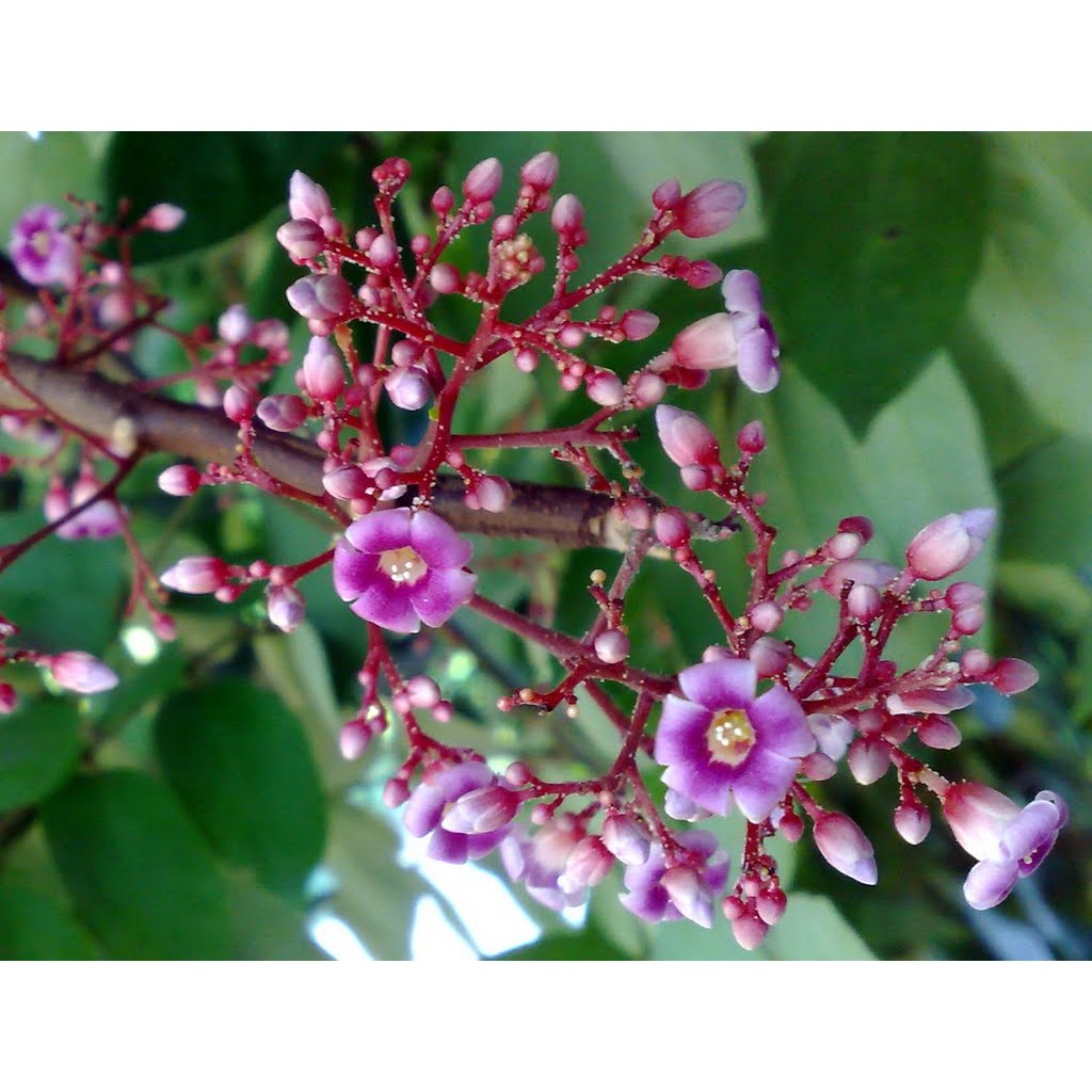 Cây Khế Chua KimBioFarm F1 Khỏe Mạnh, Đúng Giống, Sai Trái