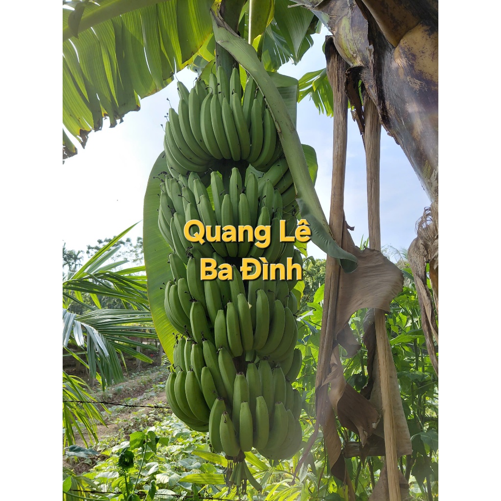 COMBO 1 Kg QUẢ CHUỐI XANH kvt (CHUỐI TÂY/CHUỐI TIÊU XANH/TIÊU HỒNG )
