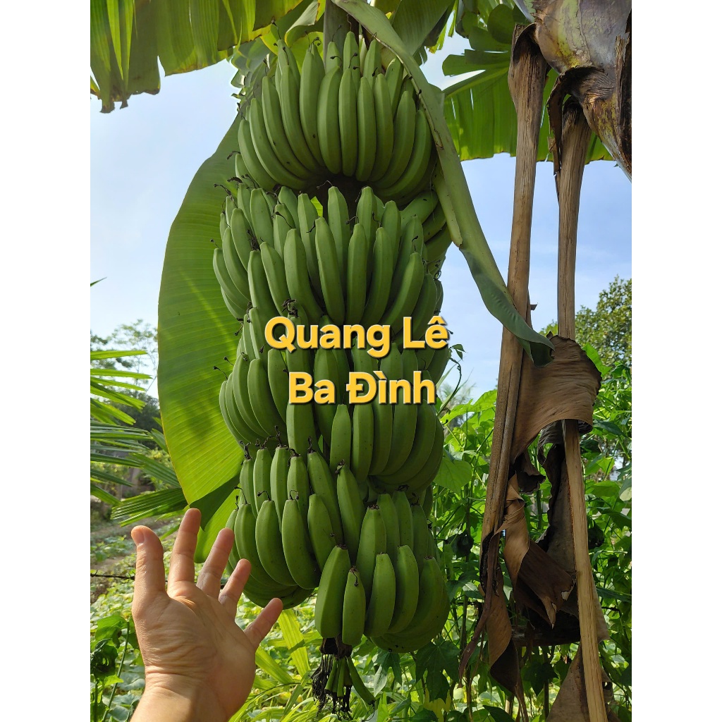 COMBO 1 Kg QUẢ CHUỐI XANH kvt (CHUỐI TÂY/CHUỐI TIÊU XANH/TIÊU HỒNG )