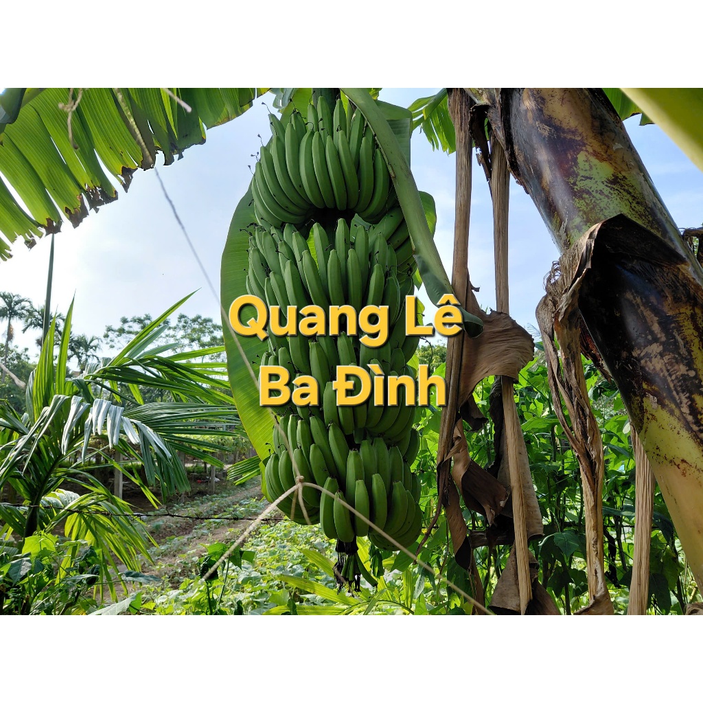 COMBO 1 Kg QUẢ CHUỐI XANH kvt (CHUỐI TÂY/CHUỐI TIÊU XANH/TIÊU HỒNG )