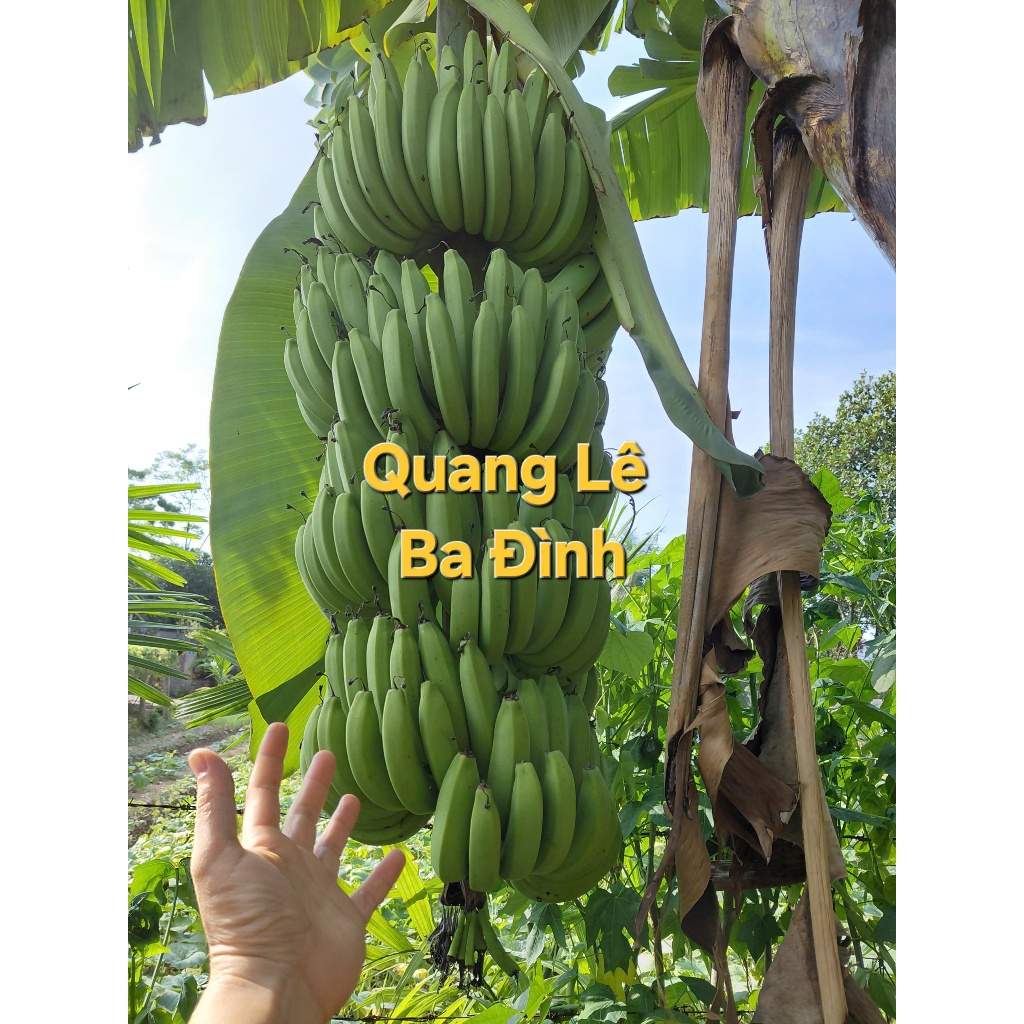 COMBO 1 Kg QUẢ CHUỐI XANH kvt (CHUỐI TÂY/CHUỐI TIÊU XANH/TIÊU HỒNG )