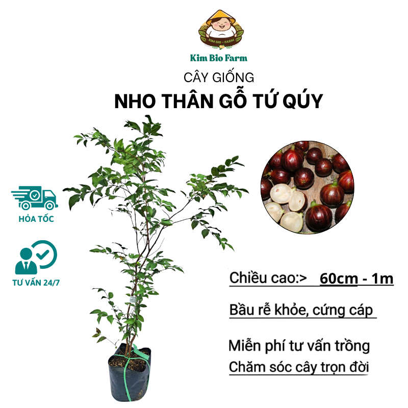 Cây Nho Thân Gỗ Tứ Quý F1, Cho Quả Quanh Năm, Nhanh Ra Trái KimBioFarm