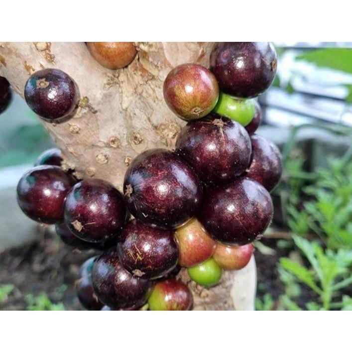 Cây Nho Thân Gỗ Tứ Quý F1, Cho Quả Quanh Năm, Nhanh Ra Trái KimBioFarm