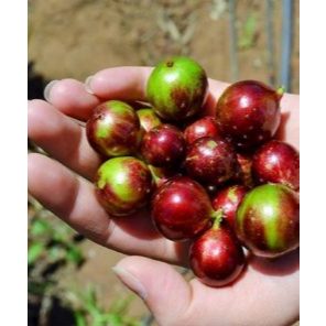 Cây Nho Thân Gỗ Tứ Quý F1, Cho Quả Quanh Năm, Nhanh Ra Trái KimBioFarm