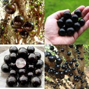 Cây Nho Thân Gỗ Tứ Quý F1, Cho Quả Quanh Năm, Nhanh Ra Trái KimBioFarm