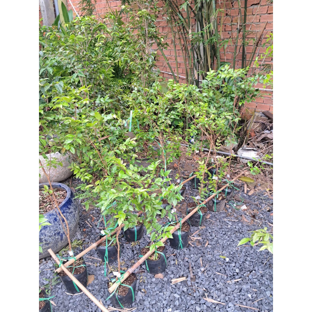 Cây Nho Thân Gỗ Tứ Quý F1, Cho Quả Quanh Năm, Nhanh Ra Trái KimBioFarm