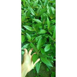 Cây đại liễu thủy sinh 15 nhánh 15xu trang trí hồ cá thủy sinh