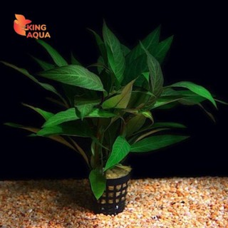 Cây đại liễu thủy sinh 15 nhánh 15xu trang trí hồ cá thủy sinh