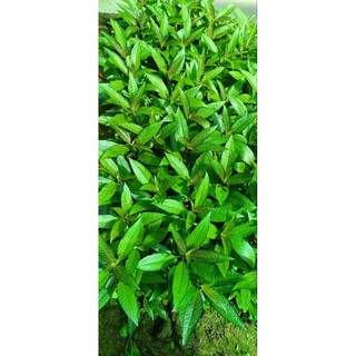 Cây đại liễu thủy sinh 15 nhánh 15xu trang trí hồ cá thủy sinh
