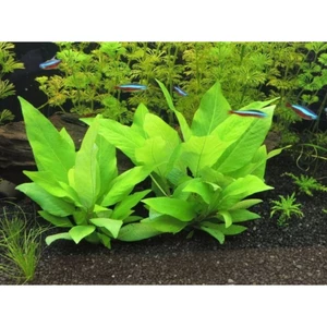 Cây đại liễu thủy sinh 15 nhánh 15xu trang trí hồ cá thủy sinh