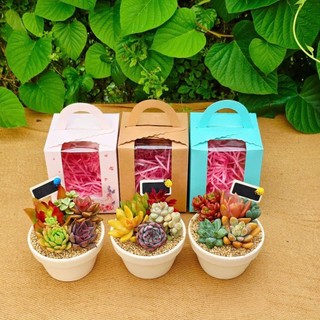 Set sen đá trồng sẵn chậu 9cm mix nhiều loại đa dạng màu sắc thích hợp làm quà tặng MẦM NẮNG GARDEN  lỗi 1 đền 1