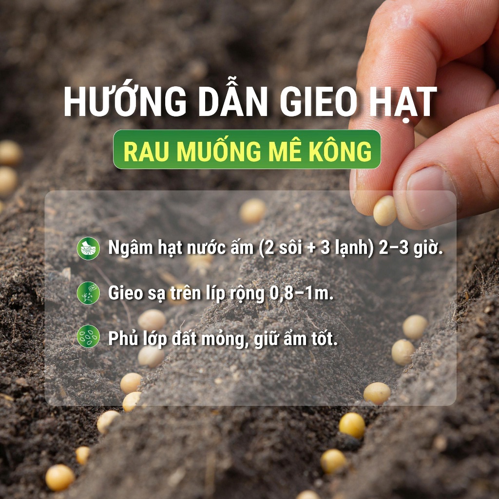 Hạt giống Rau Ngót Lá Nhỏ 10g – Hạt giống rau ăn lá dễ trồng, năng suất cao, lá xanh mướt