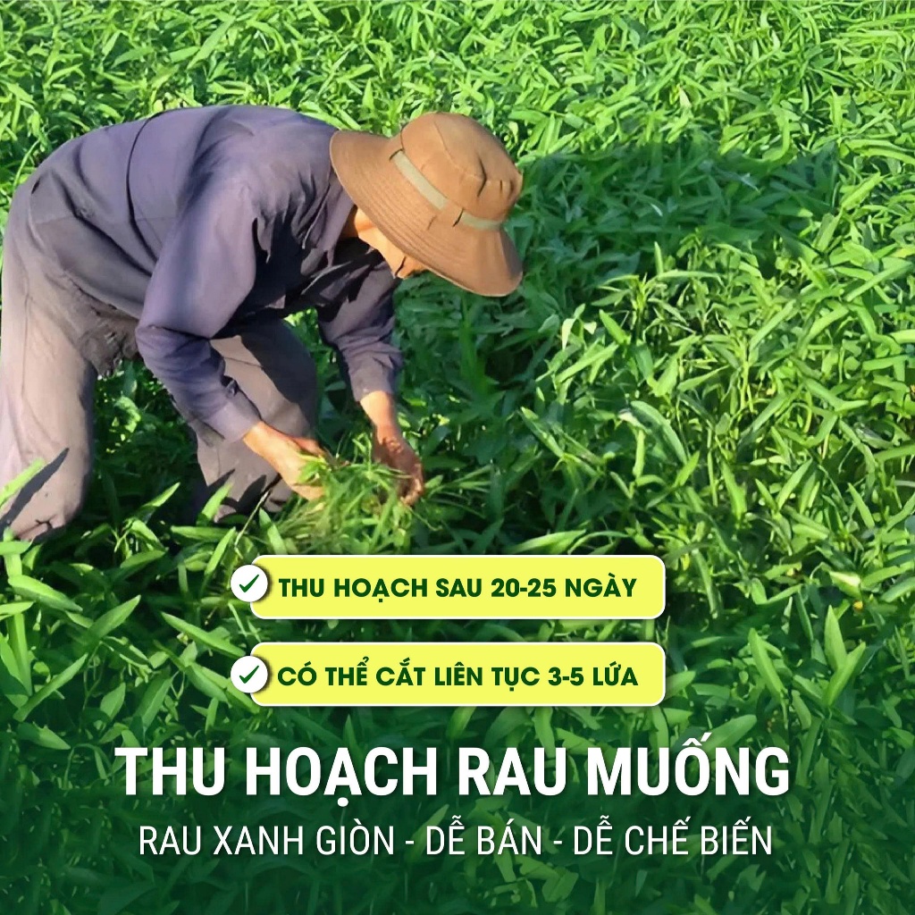 Hạt giống Rau Ngót Lá Nhỏ 10g – Hạt giống rau ăn lá dễ trồng, năng suất cao, lá xanh mướt