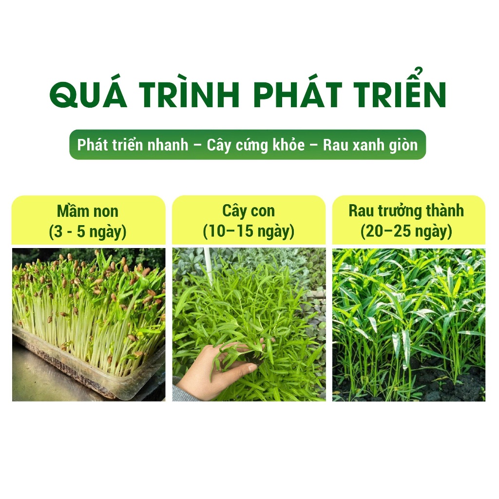 Hạt giống Rau Ngót Lá Nhỏ 10g – Hạt giống rau ăn lá dễ trồng, năng suất cao, lá xanh mướt