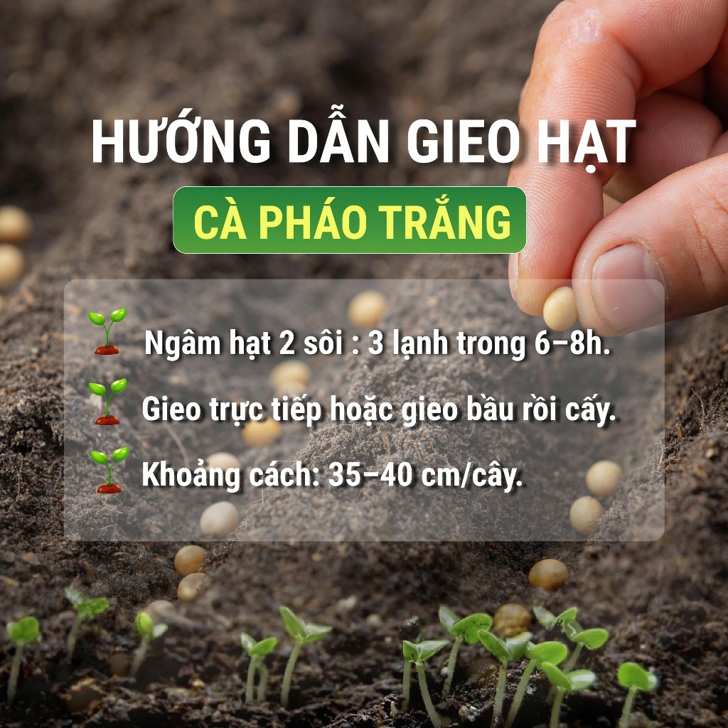 Hạt giống Cà Pháo Trắng Cao Sản PD77 – Trái Tròn Trắng Đẹp, Năng Suất Cao, Ăn Giòn Ngon – Gói 2g