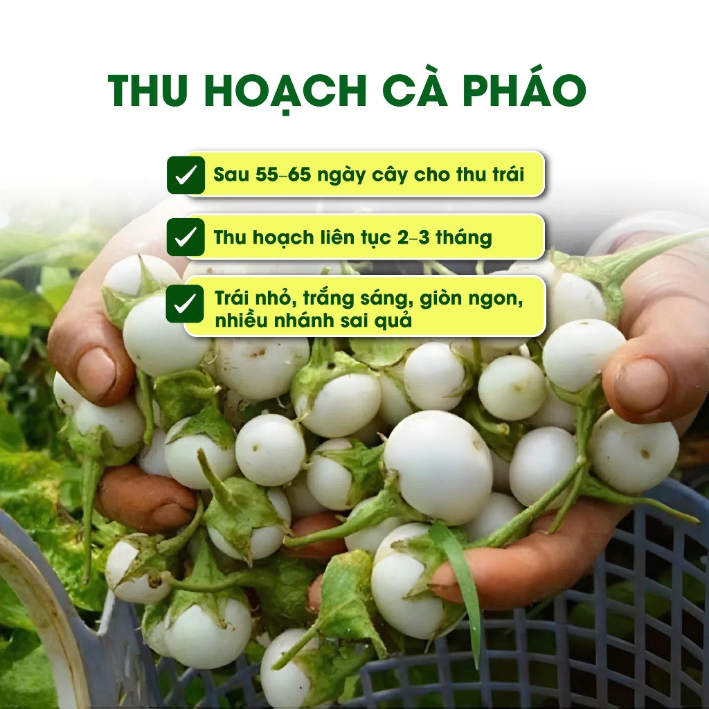 Hạt giống Cà Pháo Trắng Cao Sản PD77 – Trái Tròn Trắng Đẹp, Năng Suất Cao, Ăn Giòn Ngon – Gói 2g