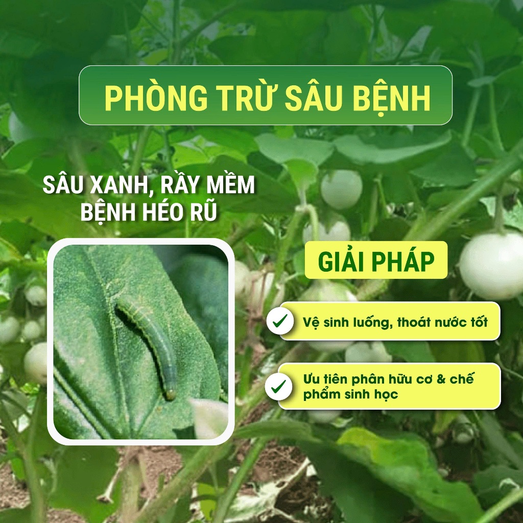 Hạt giống Cà Pháo Trắng Cao Sản PD77 – Trái Tròn Trắng Đẹp, Năng Suất Cao, Ăn Giòn Ngon – Gói 2g