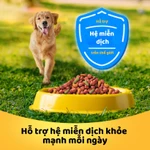 Thức Ăn Dạng Hạt Khô Cho Chó Lớn PEDIGREE Vị Bò Và Rau Củ 20kg — ảnh 2