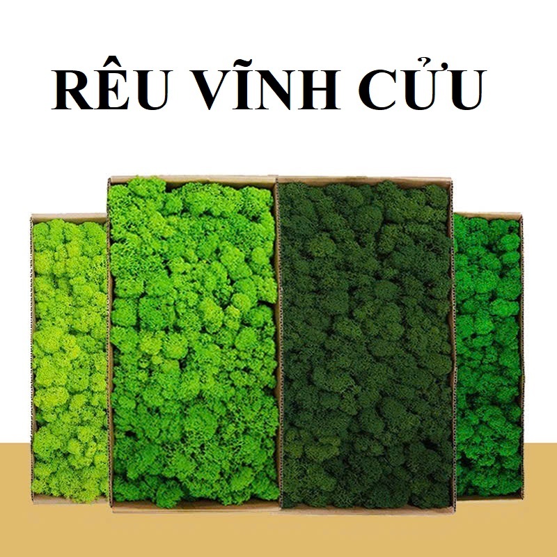 Rêu trang trí, rêu tuần lộc, rêu nhung huơu vĩnh cửu nhiều màu decor ...