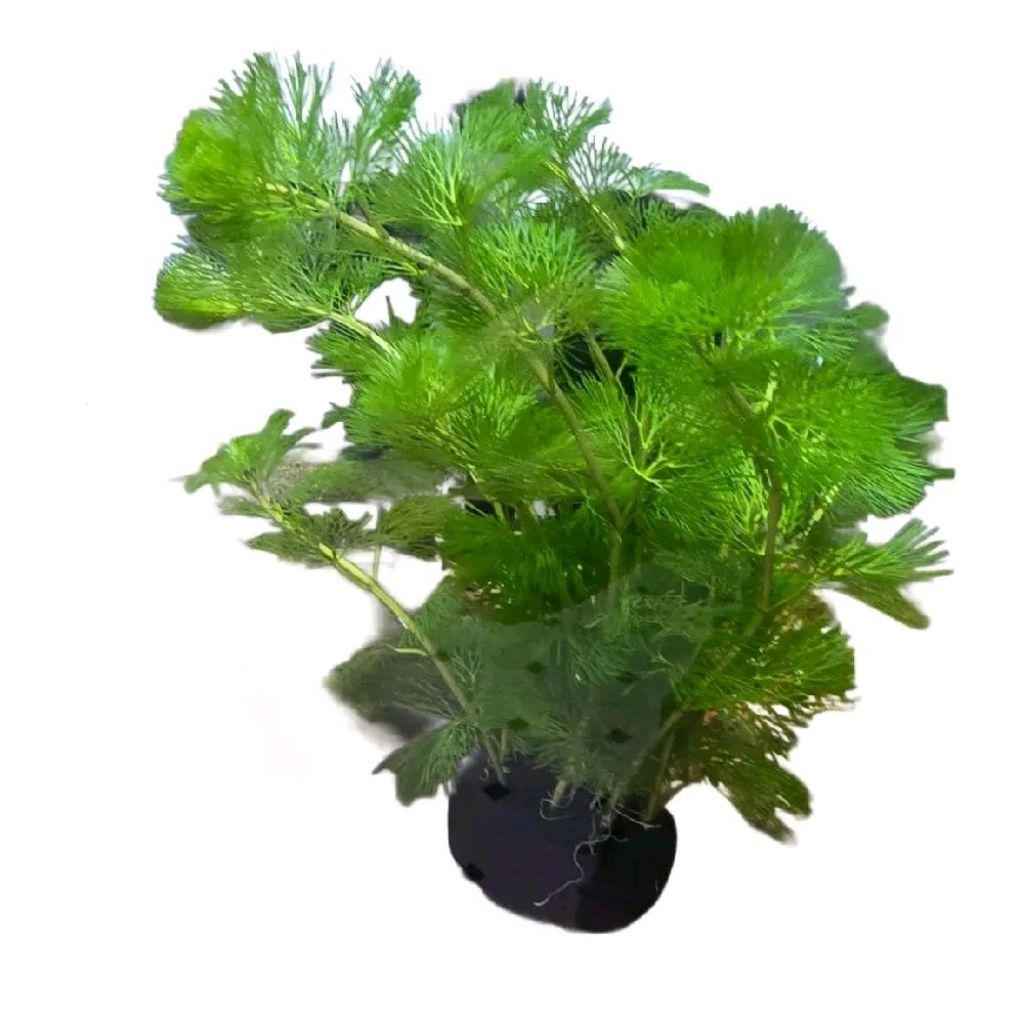 Cây rong la hán xanh gắn sẵn giá thể. Cây thủy sinh dễ trồng đẹp, không ...