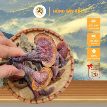 Cây Nấm Lim Xanh Khô , Mọc Ra Từ Cây Lim Xanh Trên Rừng