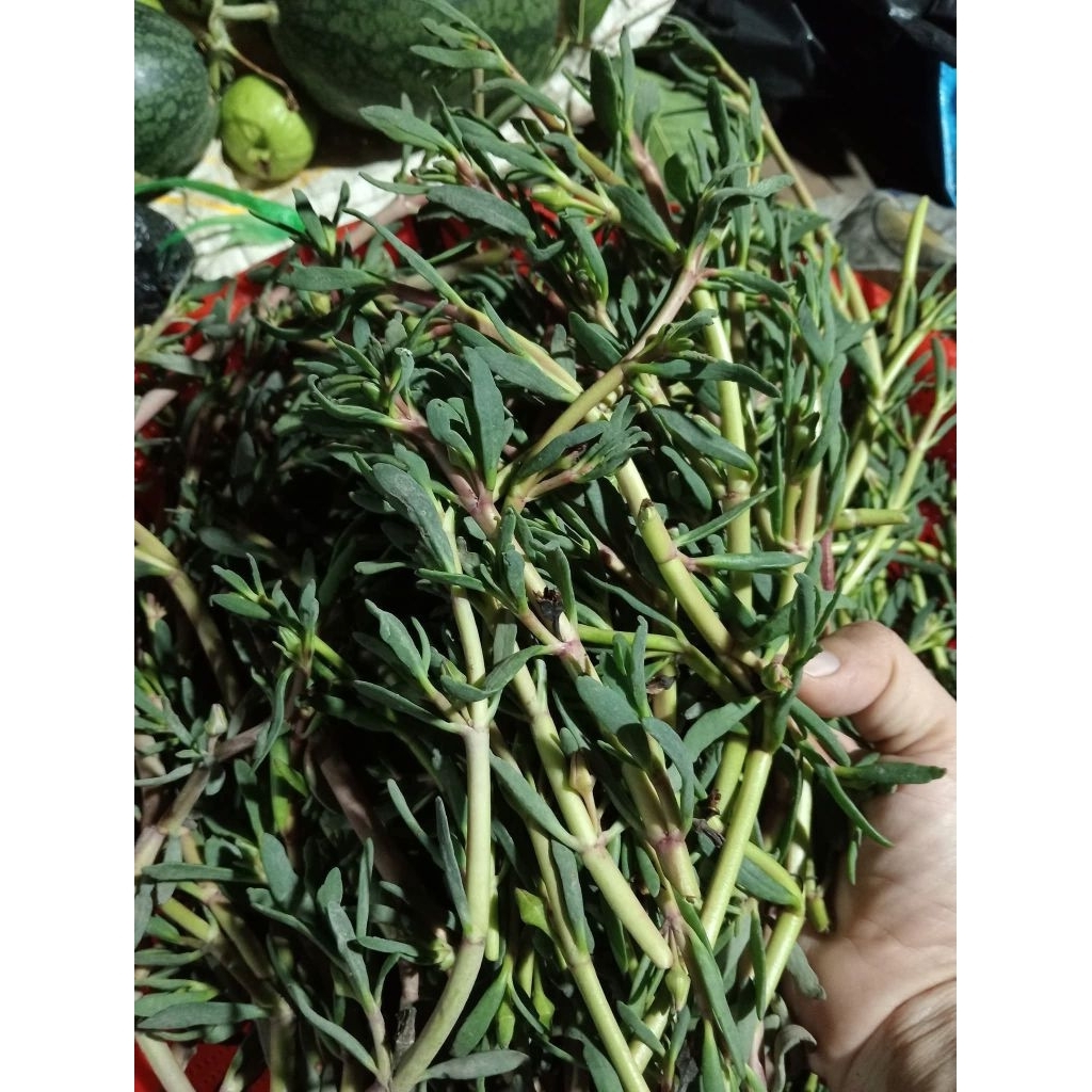 Rau sam biển ( sam biển nước mặn) tươi, khô mới 01kg | Shopee Việt Nam
