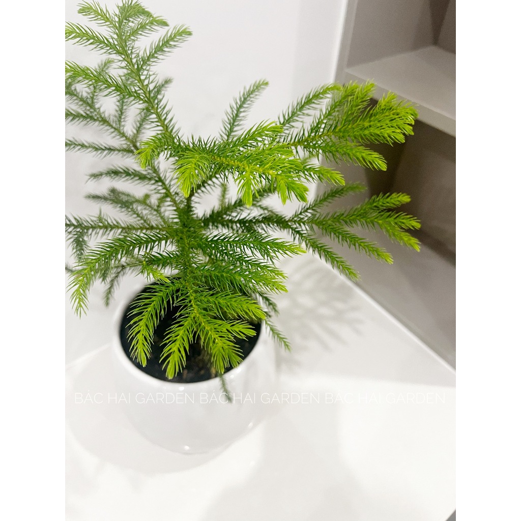 Cây Tùng bách tán để bàn decor Noel kèm chậu men sứ trắng- Cây để bàn- Cây trang trí trong nhà, văn phòng