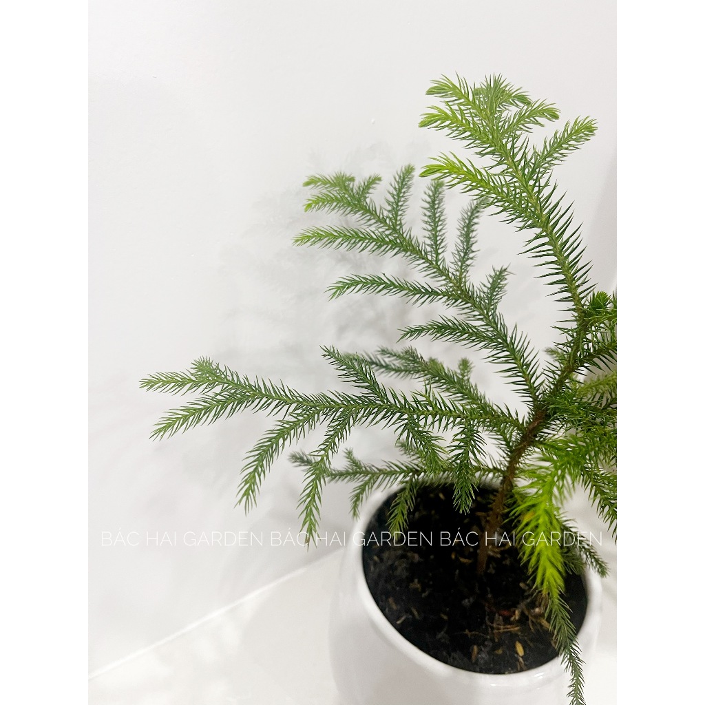 Cây Tùng bách tán để bàn decor Noel kèm chậu men sứ trắng- Cây để bàn- Cây trang trí trong nhà, văn phòng