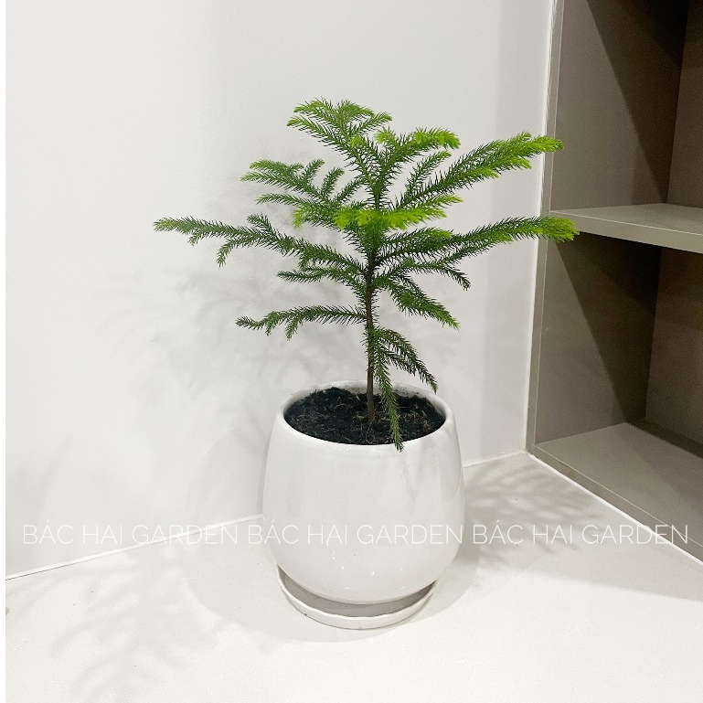 Cây Tùng bách tán để bàn decor Noel kèm chậu men sứ trắng- Cây để bàn- Cây trang trí trong nhà, văn phòng
