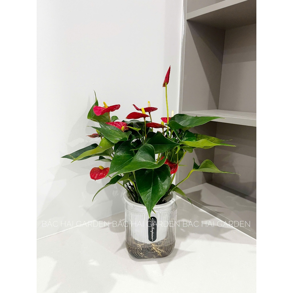 Chậu hồng môn thủy sinh để bàn cao cấp, dễ chăm sóc- Vườn cây xanh nội ngoại thất Bác Hai Garden