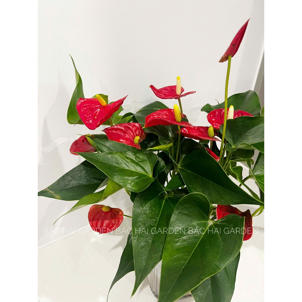 Chậu hồng môn thủy sinh để bàn cao cấp, dễ chăm sóc- Vườn cây xanh nội ngoại thất Bác Hai Garden