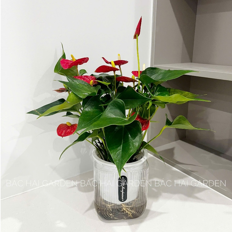 Chậu hồng môn thủy sinh để bàn cao cấp, dễ chăm sóc- Vườn cây xanh nội ngoại thất Bác Hai Garden
