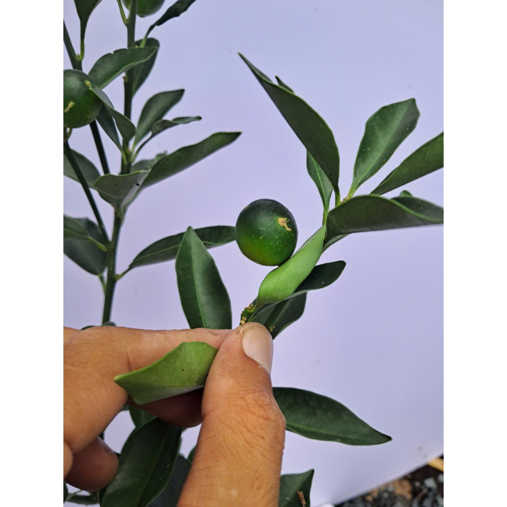 Cây Tắc Ngọt Đài Loan Sẵn Trái Kimbiofarm Chuẩn Giống