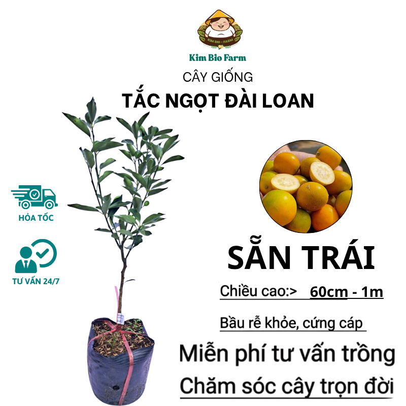 Cây Tắc Ngọt Đài Loan Sẵn Trái Kimbiofarm Chuẩn Giống