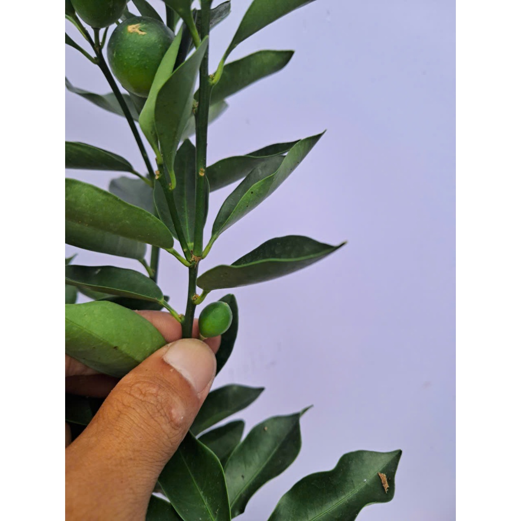 Cây Tắc Ngọt Đài Loan Sẵn Trái Kimbiofarm Chuẩn Giống