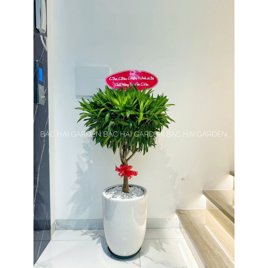 Trúc bách hợp lớn size 1m1-1m3 kèm chậu men cao cấp trang trí văn phòng, nhà ở sang trọng