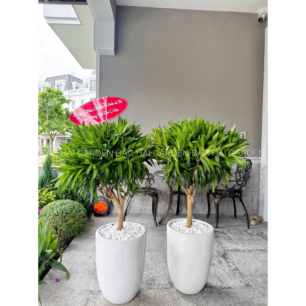 Trúc bách hợp lớn size 1m1-1m3 kèm chậu men cao cấp trang trí văn phòng, nhà ở sang trọng