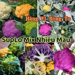 Hạt Giống SupLo Mix Nhiều Màu Đẹp 💯 Bông Lớn♥️ Hàng F1 Năng Suất Cao