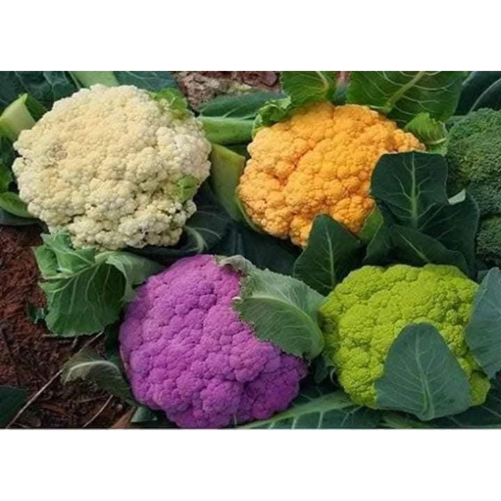 Hạt Giống SupLo Mix Nhiều Màu Đẹp 💯 Bông Lớn♥️ Hàng F1 Năng Suất Cao